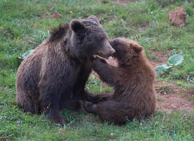 Mother and child brown bears playing with each other in Cantabria Spain