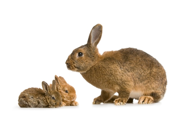 Mother Close up on rabbit with her new born bunny isolated