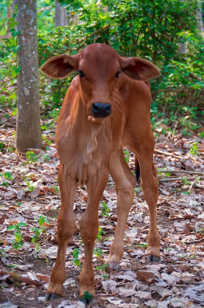 Foto la mucca madre sta cercando sua madre.