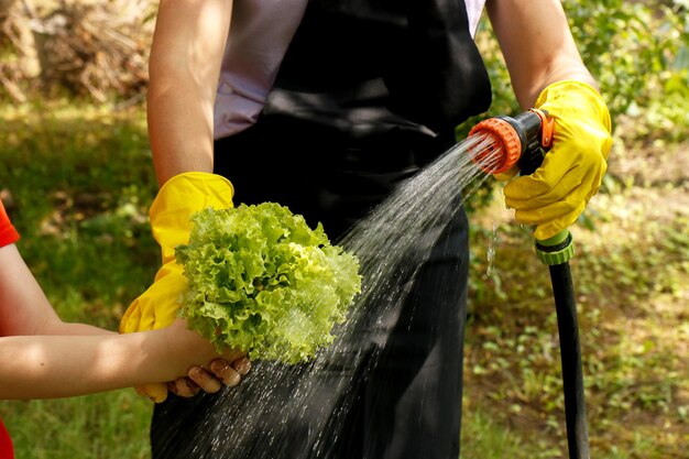 Mother and daughter wash plucked lettuce leaves with water from a watering hose on a sunny summer day