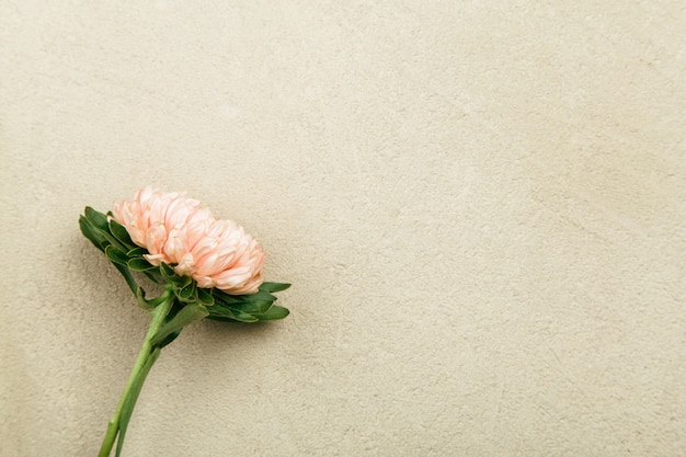 Mother day background with aster flower background