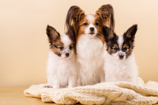 Mother dog with children