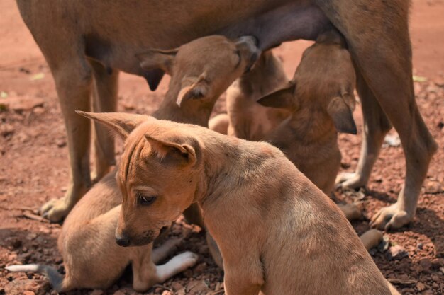 写真 母犬と子犬