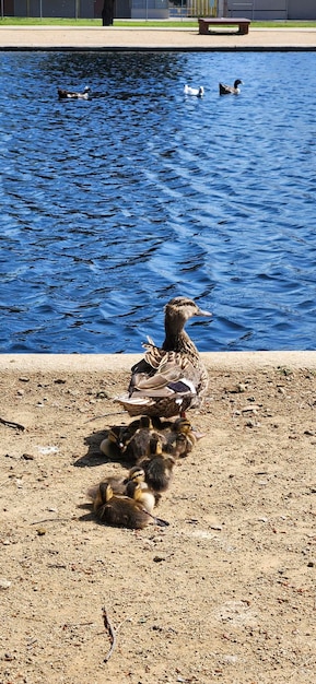 Mother duck and ducklings