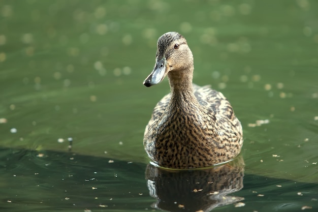 Mother-duck  float in the lake