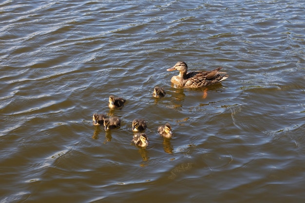 Mother duck with her beautiful fluffy ducklings swimming together on a lake Wild animals in a pond