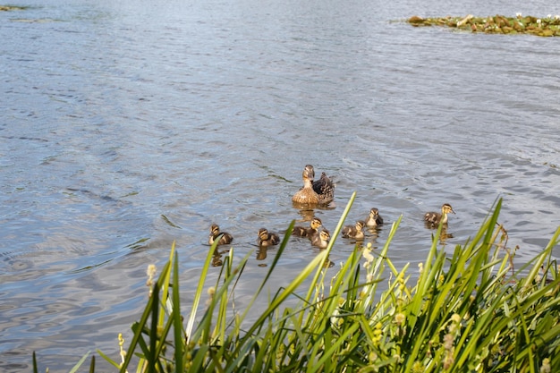 Mother duck with her beautiful fluffy ducklings swimming together on a lake Wild animals in a pond