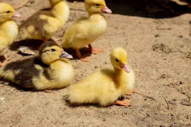 Mother duck with her ducklings