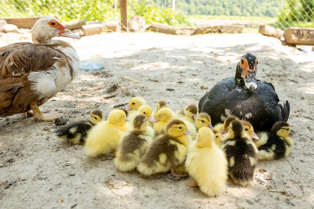 Mother duck with her ducklings