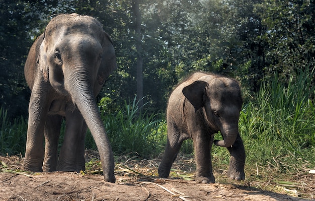 Мать слон с ребенком