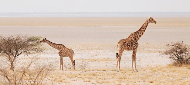 Mother giraffe with baby giraffe Etosha National Park. Namibia