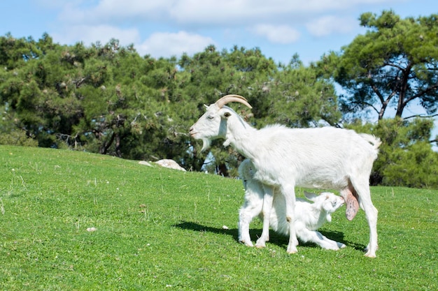 Mother goat and baby goat in nature, goat feeding baby with milk in the meadow