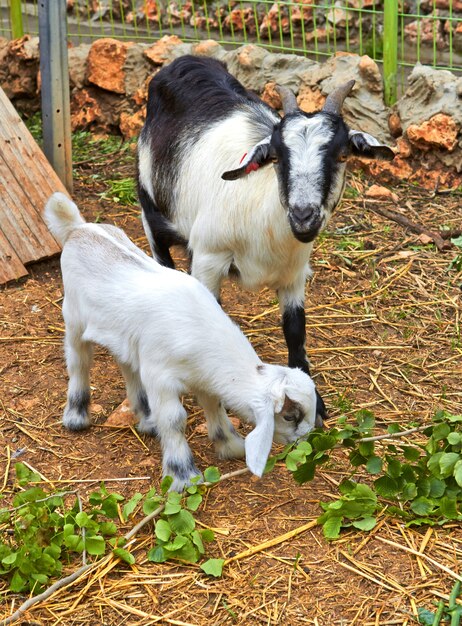 Mother goat and her baby, kibbutz Israel