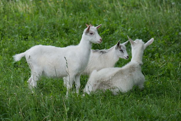 Mother goat and her babys in the village