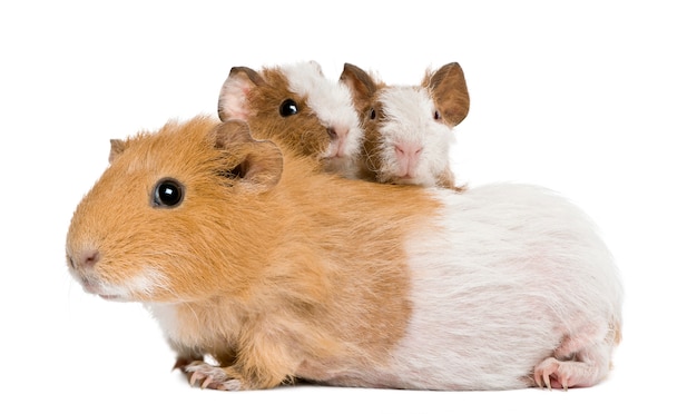 Mother Guinea Pig and her two babies