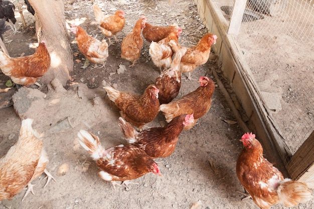 Mother Hen chicken on a farm in nature