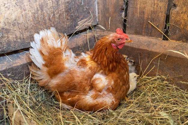 Photo a mother hen with newly hatched chicks