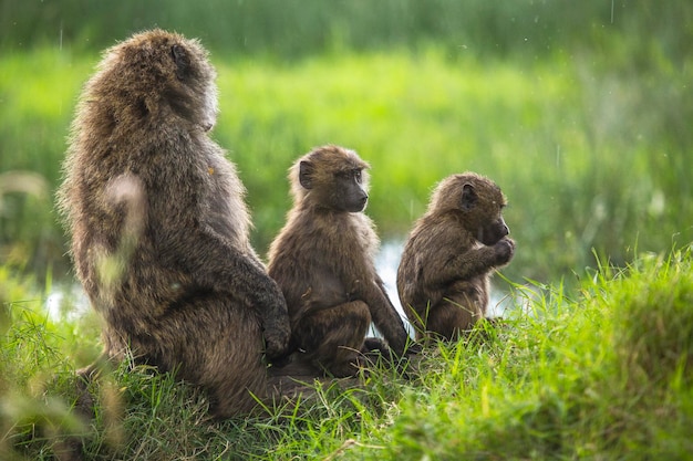 Una madre e i suoi figli nel parco nazionale di nakuru in kenya