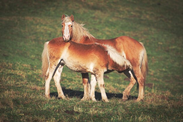 Mother horse and son in a meadow