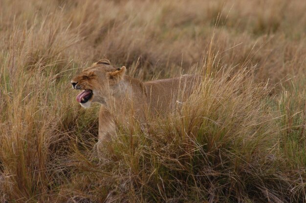 Foto la madre leone che vive a masai mara, in kenya