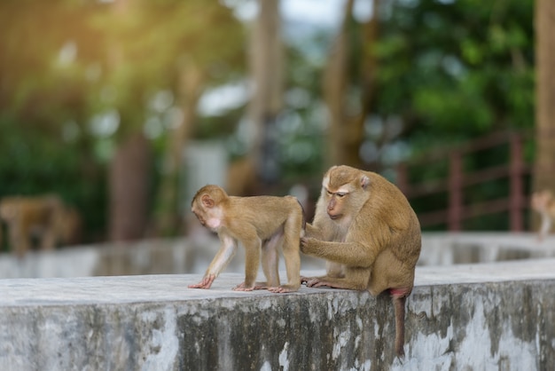 La scimmia della madre e la scimmia del bambino stanno giocando nel parco della tailandia