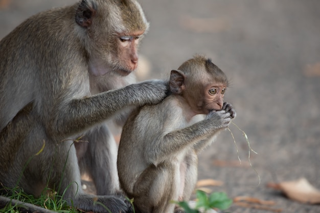 Мать обезьяна и ребенок обезьяна сидят в лесу.