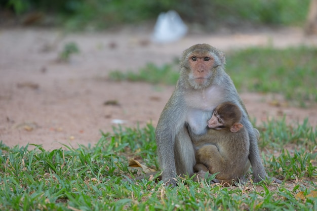 Mother monkey and baby monkey  On the lawn