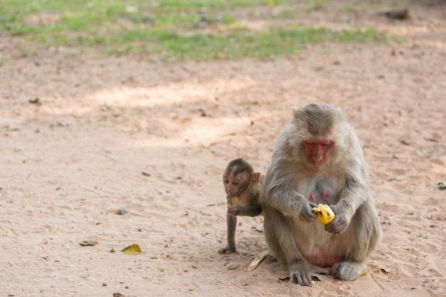 Mother monkey and baby monkey sits on the sand and eats banana