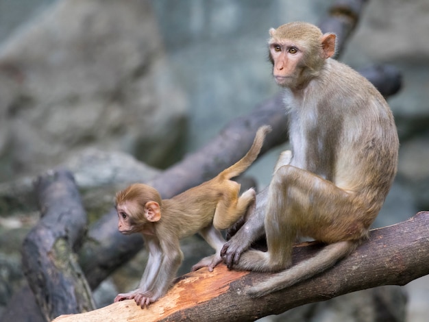 mother monkey and baby monkey sitting on a tree branch.