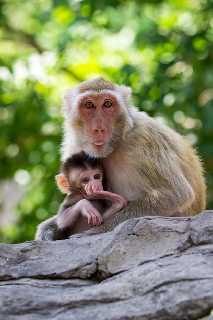 Mother monkey and baby monkey. wild animals.