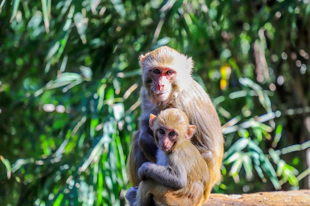 Photo a mother monkey is sited with her baby