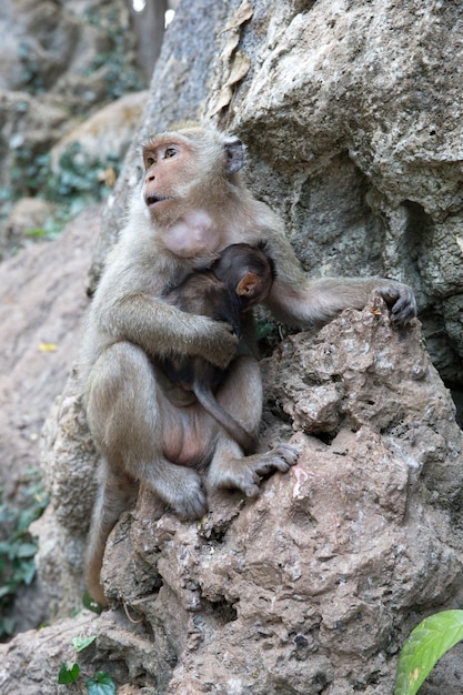 Mother monkey with baby monkey