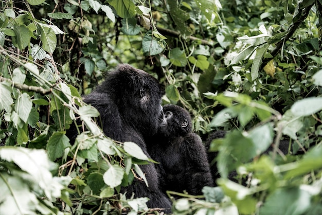 Photo mother mountain gorilla and her baby in virunga national park, drc, africa