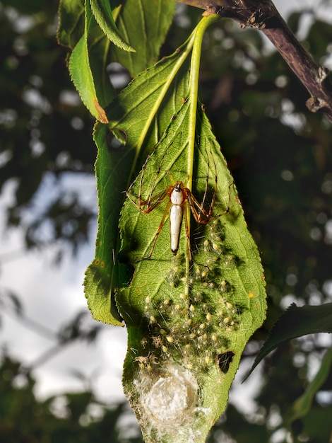 Mother and newborn White Lynx Spider nest