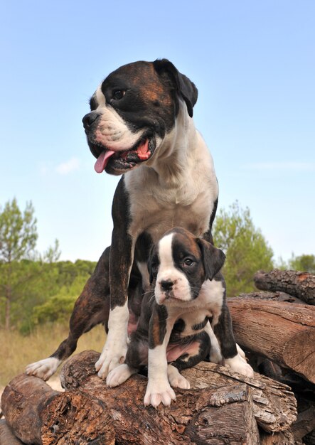 母と子犬のボクサー