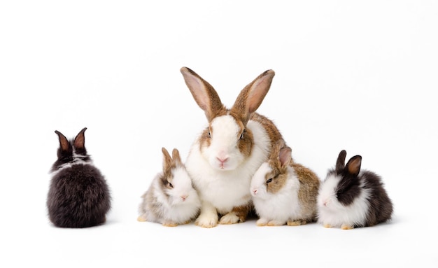 Mother rabbit and four newborn bunnies on white background