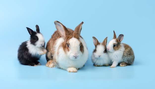 母ウサギと青い背景の上の3つのかわいいウサギ。ペットの動物の家族の概念。