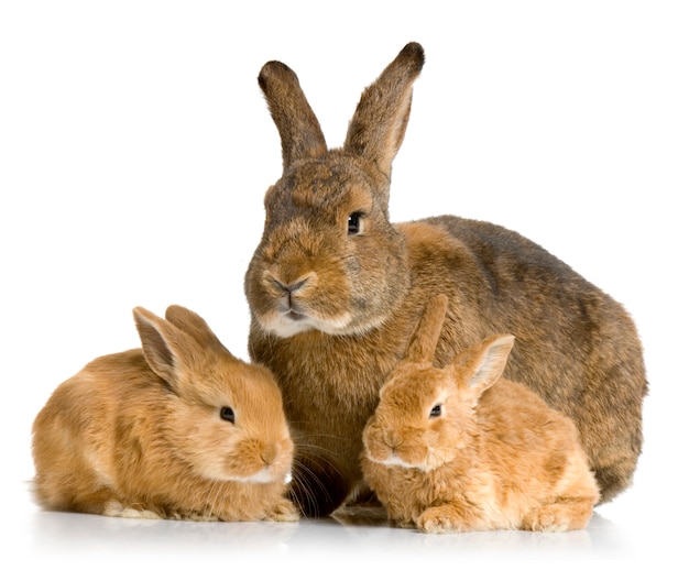 Mother Rabbit with her new born bunny in front of a white background