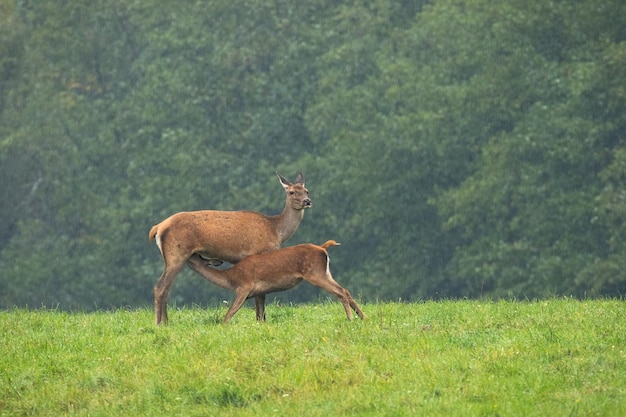 Mother red deer feeding her young with milk on a summer meadow in rain