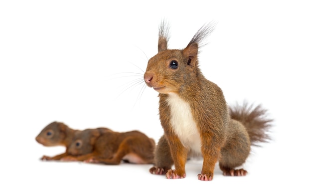 Mother Red squirrel and babies in front of a white surface