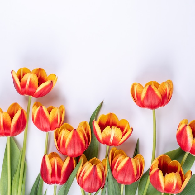 Mother's Day, Valentine's Day background, tulip flower bunch