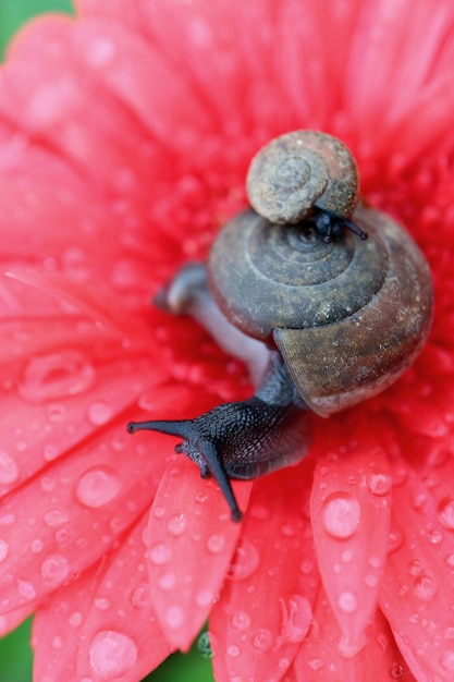 Mother snail carrying baby snail on her shell relaxing on a coral pink Gerbera flower with many water droplets