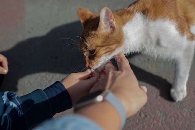 Mother and Son caress a little kitten on the street