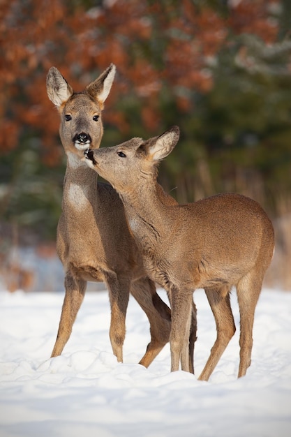 Mother and son roe deer capreolus capreolus in deep snow in winter kissing
