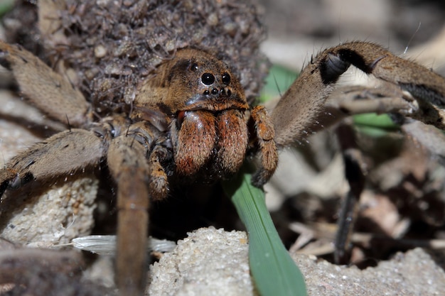 Mother spider that carries spiders babies in her body