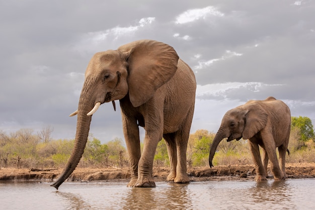 Madre e giovane vitello elefante bevendo al waterhole in botswana, africa