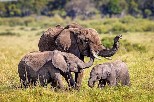 アフリカの母象と子象