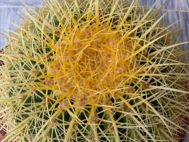 Motherinlaw39s 쿠션 Echinocactus grusonii 황금 배럴 선인장 근접 촬영