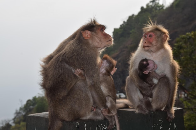 Foto madri e cuccioli di scimmia