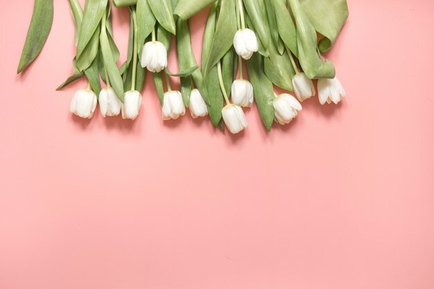 Материнская открытка. Граница белого тюльпана на розовый. Вид сверху.